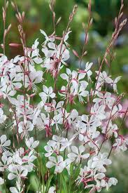 Floarea albinei - Gaura lindheimeri 'Whirling Butterfly'