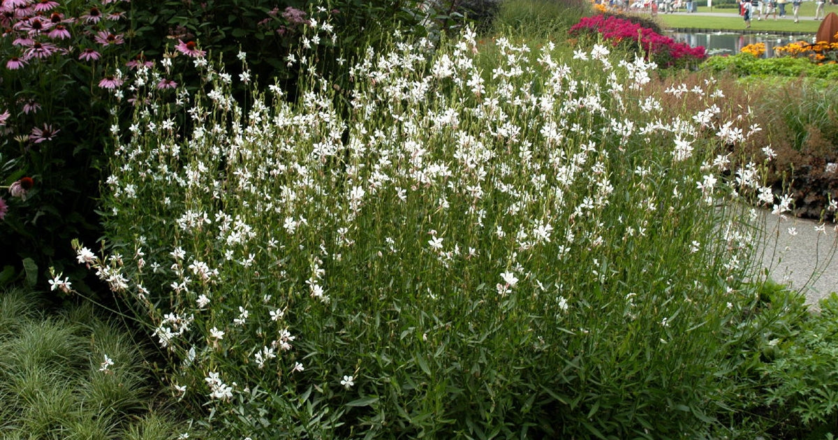 Floarea albinei - Gaura lindheimeri 'Whirling Butterfly'