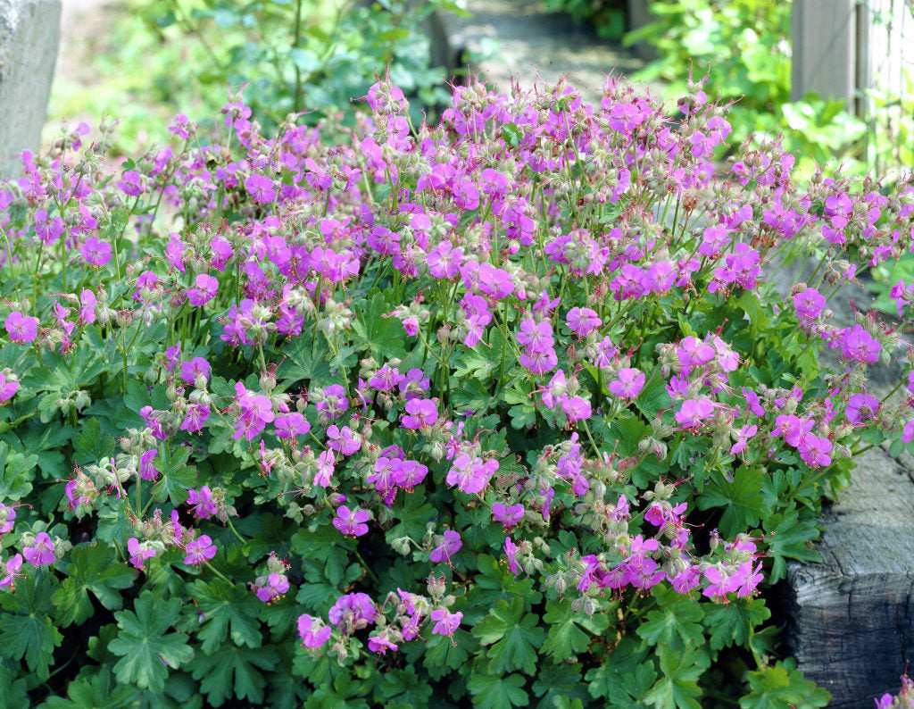 Ciocul Berzei - Geranium Cantabrigiense 'Cambridge'