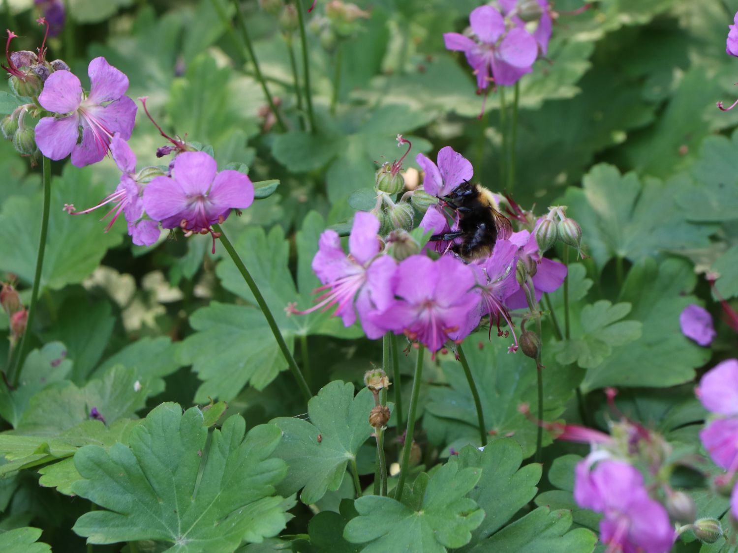 Ciocul Berzei - Geranium Cantabrigiense 'Cambridge'