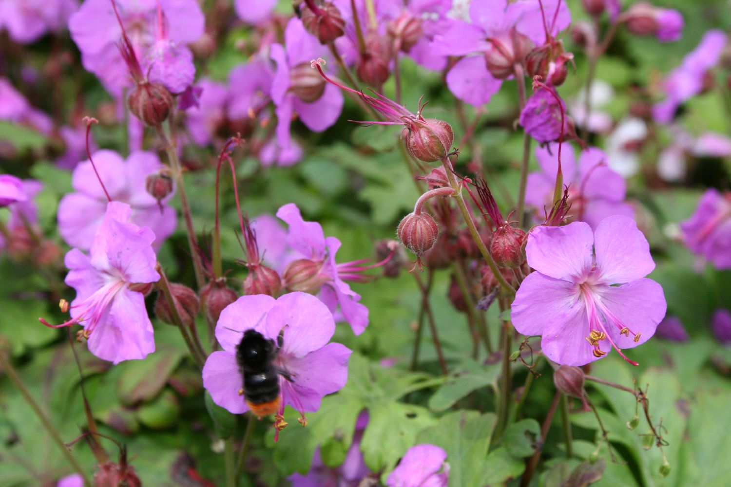 Ciocul Berzei - Geranium Cantabrigiense 'Cambridge'