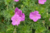 Ciocul Berzei - Geranium Sanguineum 'Tiny Monster'
