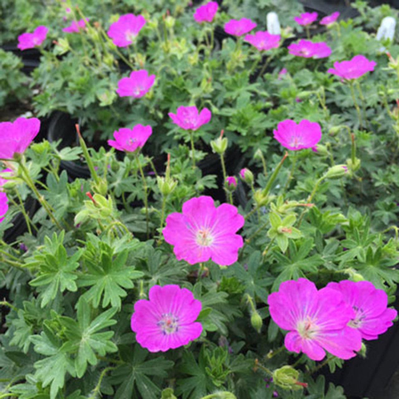 Ciocul Berzei - Geranium Sanguineum 'Tiny Monster'