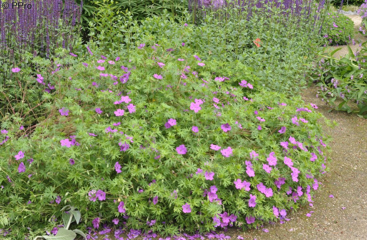 Ciocul Berzei - Geranium Sanguineum 'Tiny Monster'