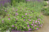 Ciocul Berzei - Geranium Sanguineum 'Tiny Monster'