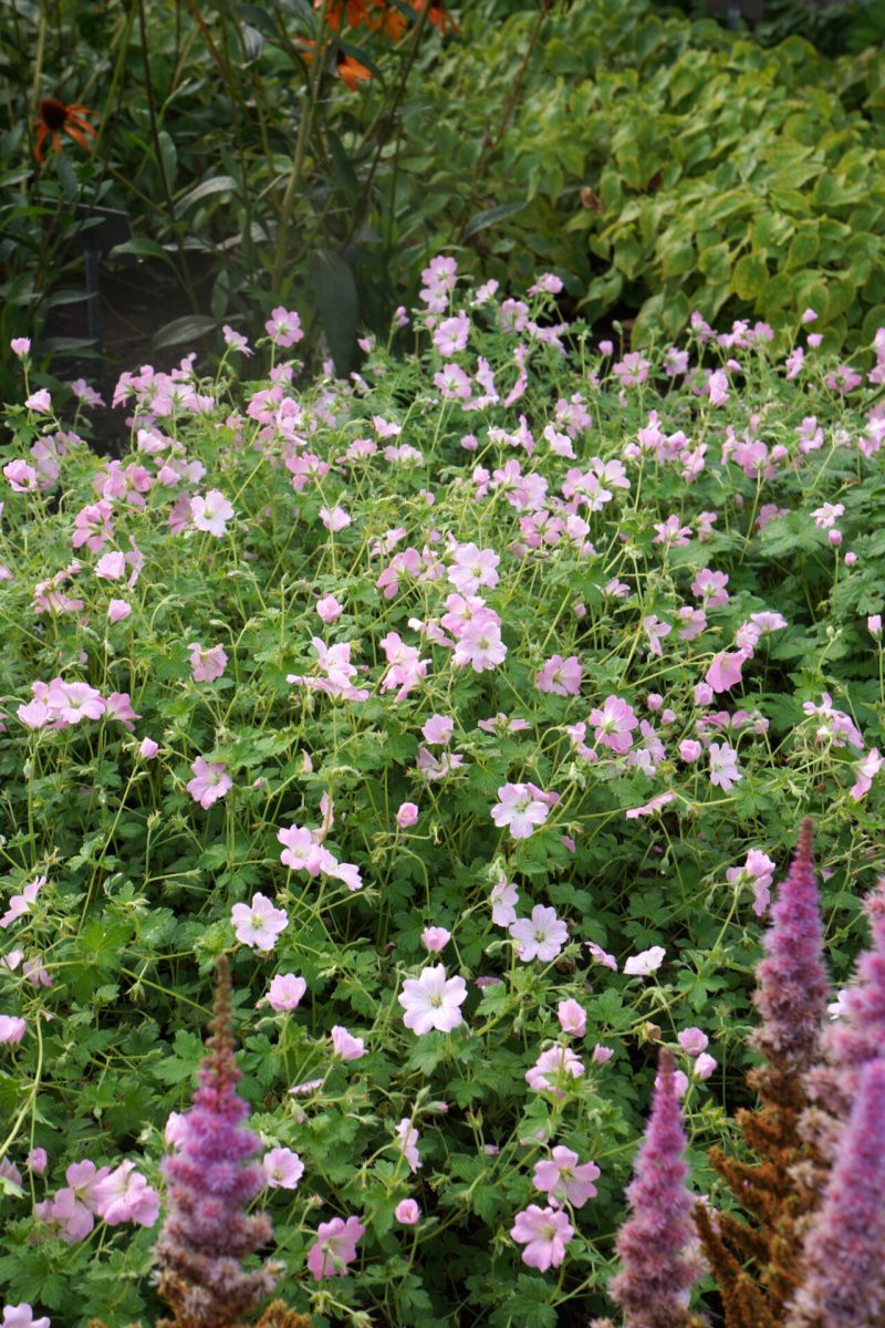 Ciocul berzei- Geranium 'Vision Pink'