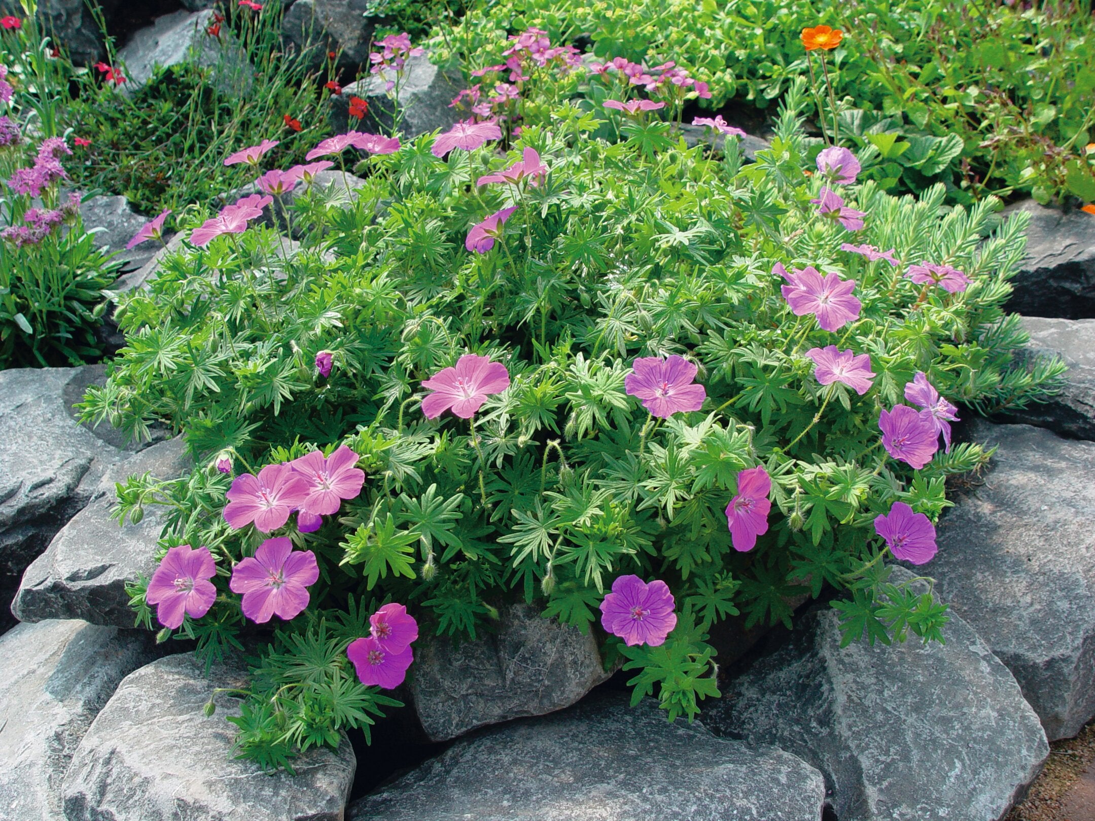 CIocul berzei - Geranium sanguineum Vision® ‘Violet’