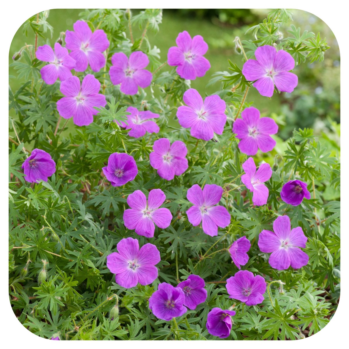 CIocul berzei - Geranium sanguineum Vision® ‘Violet’