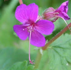 Ciocul berzei - Geranium macrorrhizum ‘Czakor’