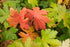 Ciocul berzei - Geranium macrorrhizum ‘Czakor’