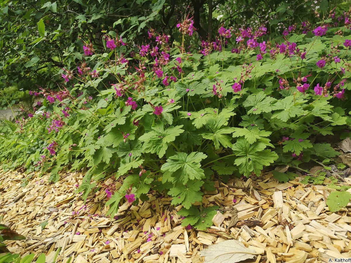 Ciocul berzei - Geranium macrorrhizum ‘Czakor’