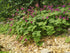 Ciocul berzei - Geranium macrorrhizum ‘Czakor’