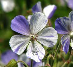 Ciocul berzei- Geranium pratense ‘Splish Splash’