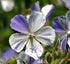 Ciocul berzei- Geranium pratense ‘Splish Splash’