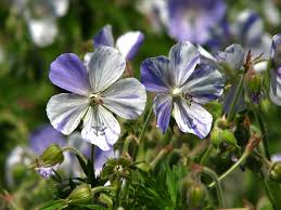 Ciocul berzei- Geranium pratense ‘Splish Splash’
