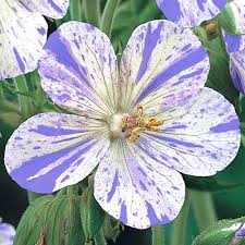 Ciocul berzei- Geranium pratense ‘Splish Splash’