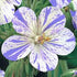 Ciocul berzei- Geranium pratense ‘Splish Splash’