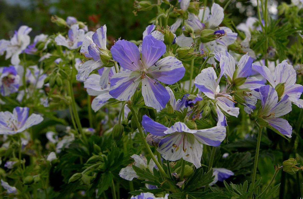 Ciocul berzei- Geranium pratense ‘Splish Splash’