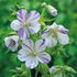 Ciocul berzei- Geranium pratense ‘Splish Splash’