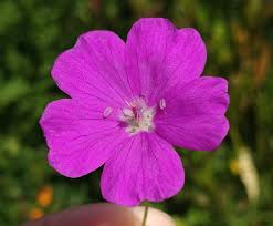 Ciocul berzei-Geranium sanguineum ‘Purple Glow’