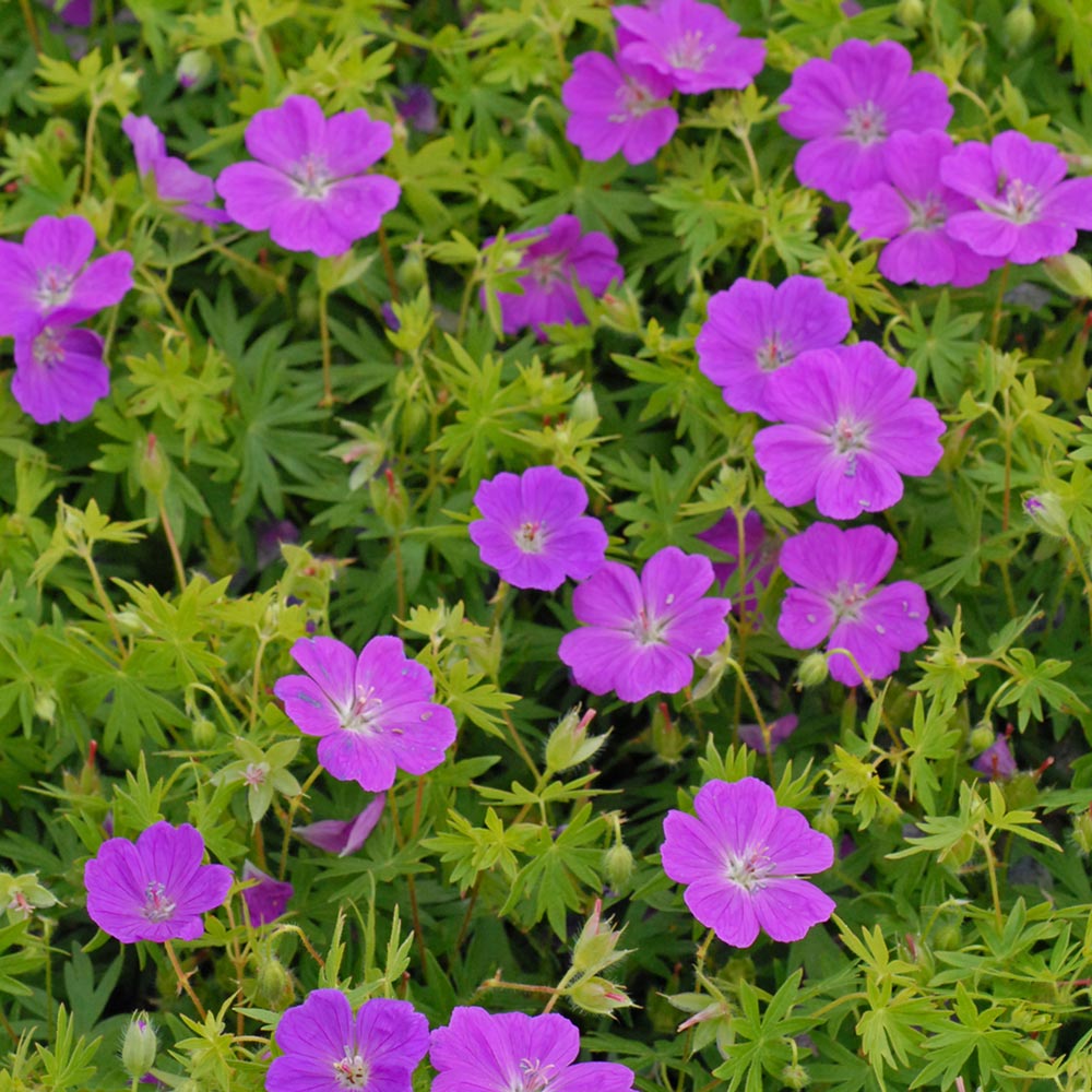Ciocul berzei-Geranium sanguineum ‘Purple Glow’