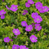 Ciocul berzei-Geranium sanguineum ‘Purple Glow’