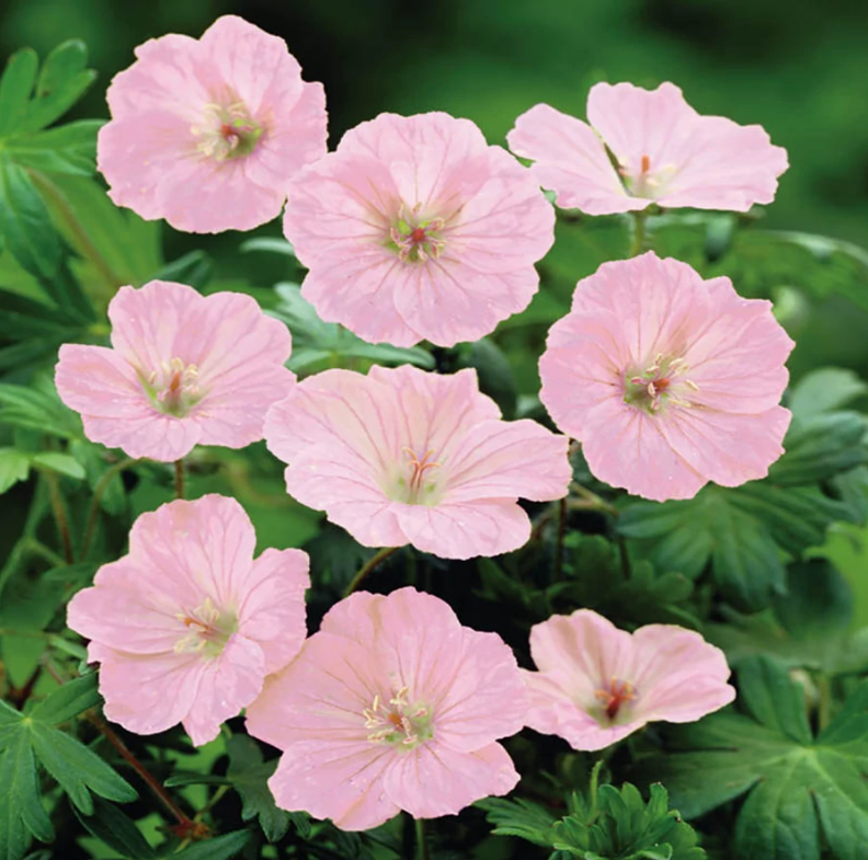 Ciocul berzei- Geranium 'Vision Pink'
