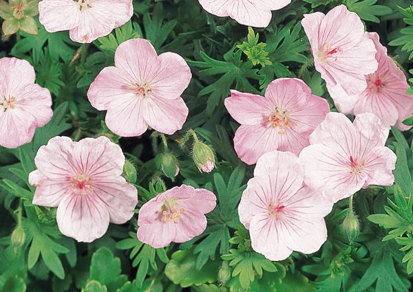 Ciocul berzei- Geranium 'Vision Pink'