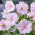 Ciocul berzei- Geranium 'Vision Pink'