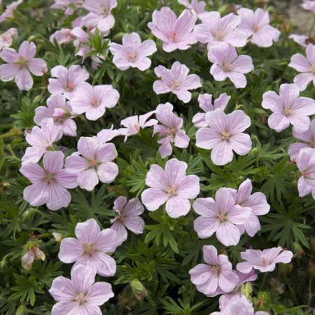 Ciocul berzei- Geranium 'Vision Pink'