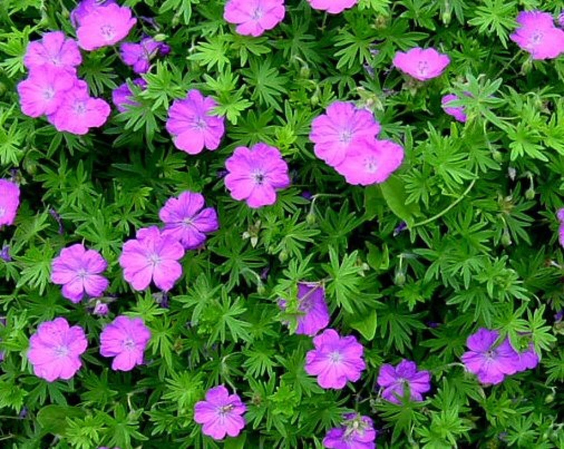 Ciocul Berzei - Geranium Sanguineum 'Tiny Monster'