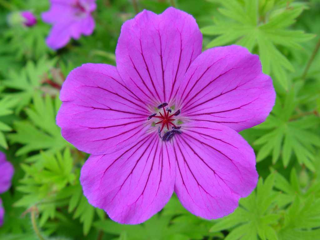 Ciocul Berzei - Geranium Sanguineum 'Tiny Monster'
