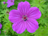 Ciocul Berzei - Geranium Sanguineum 'Tiny Monster'