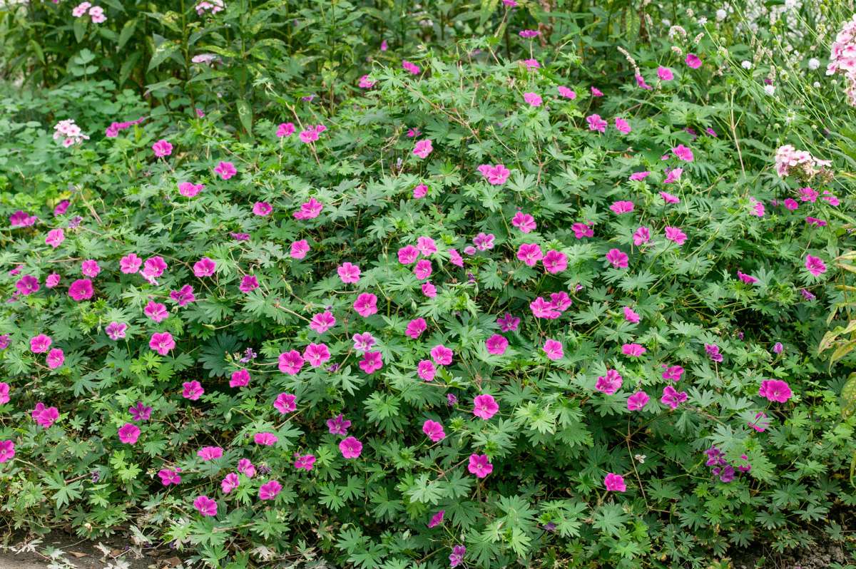 Ciocul Berzei - Geranium Sanguineum 'Tiny Monster'