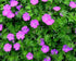 Ciocul Berzei - Geranium Sanguineum 'Tiny Monster'