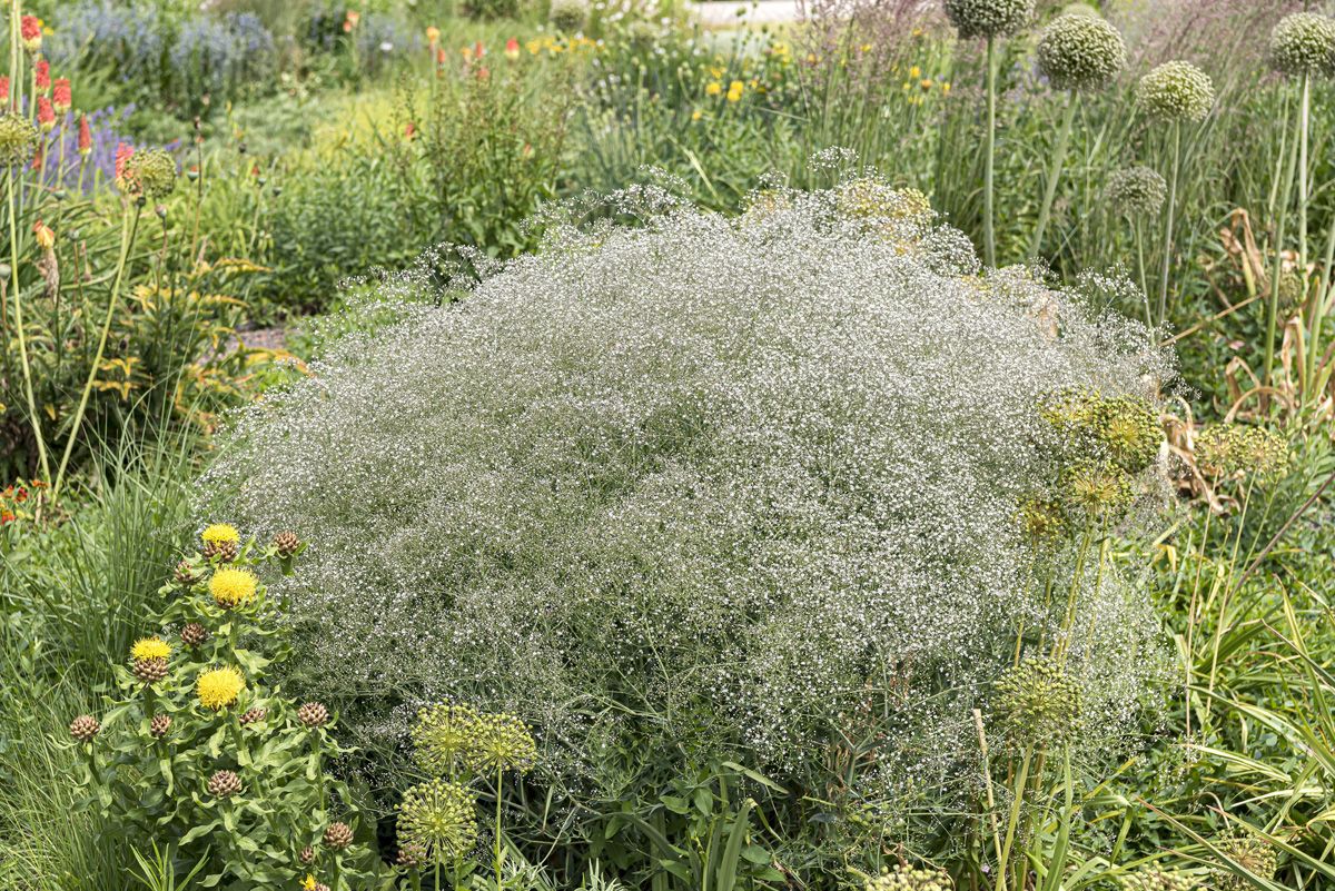 Floarea miresei - Gypsophila paniculata Snowflake