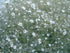 Floarea miresei - Gypsophila paniculata Snowflake