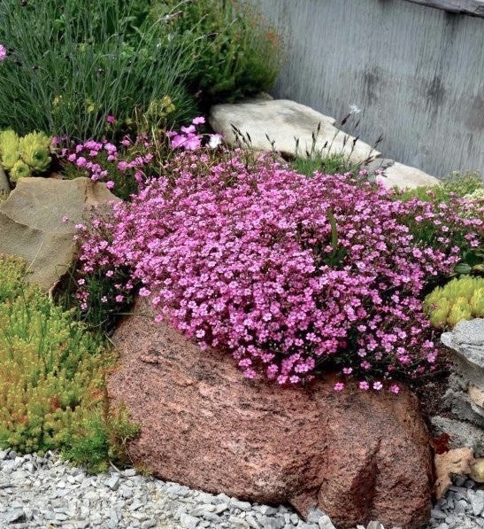 Floarea miresei târâtor - Gypsophilla repens Filou Rose