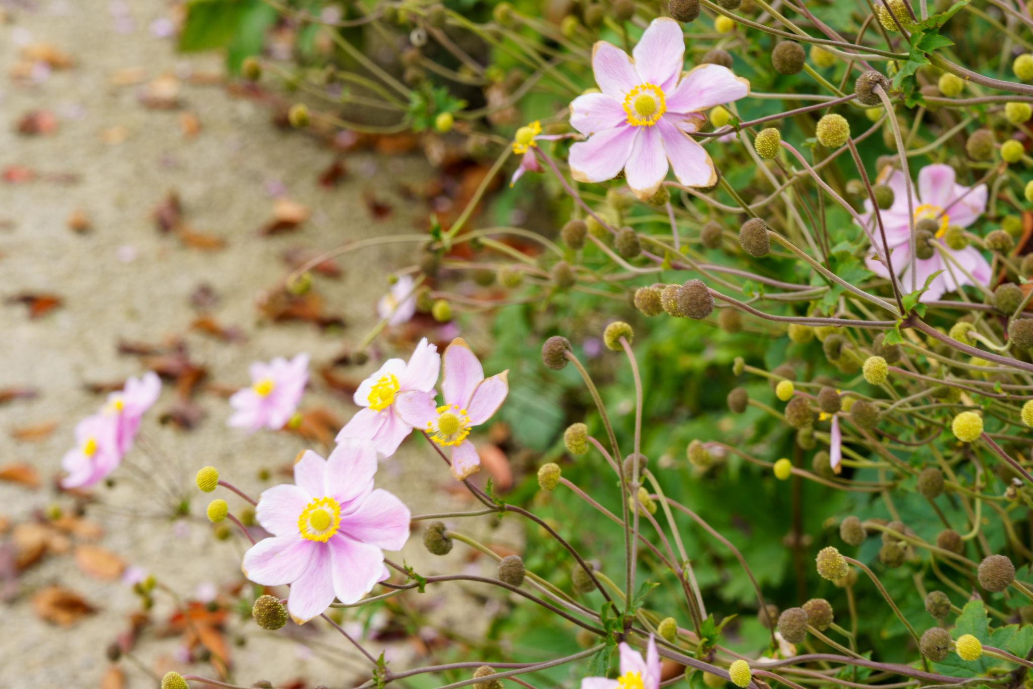 Anemone de grădină - Anemone hupehensis Rose Shades