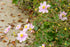 Anemone de grădină - Anemone hupehensis Rose Shades