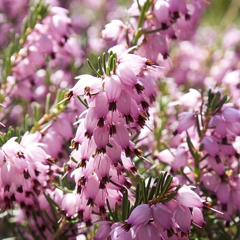 Erica carnea 'Darley Dale' 