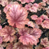 Clopoței de coral- Heuchera villosa Carnival® ‘Watermelon’