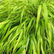 Iarba japoneză aurie - Hakonechloa macra All Gold