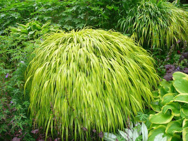Iarba japoneză aurie - Hakonechloa macra All Gold