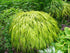 Iarba japoneză aurie - Hakonechloa macra All Gold