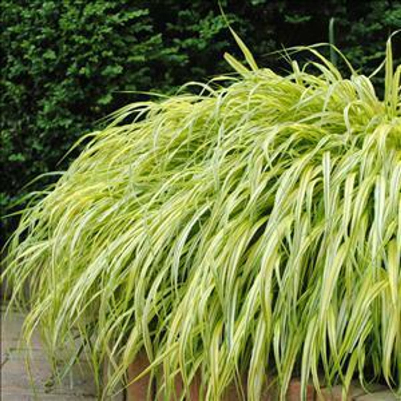 Iarba japoneză aurie - Hakonechloa macra Aureola