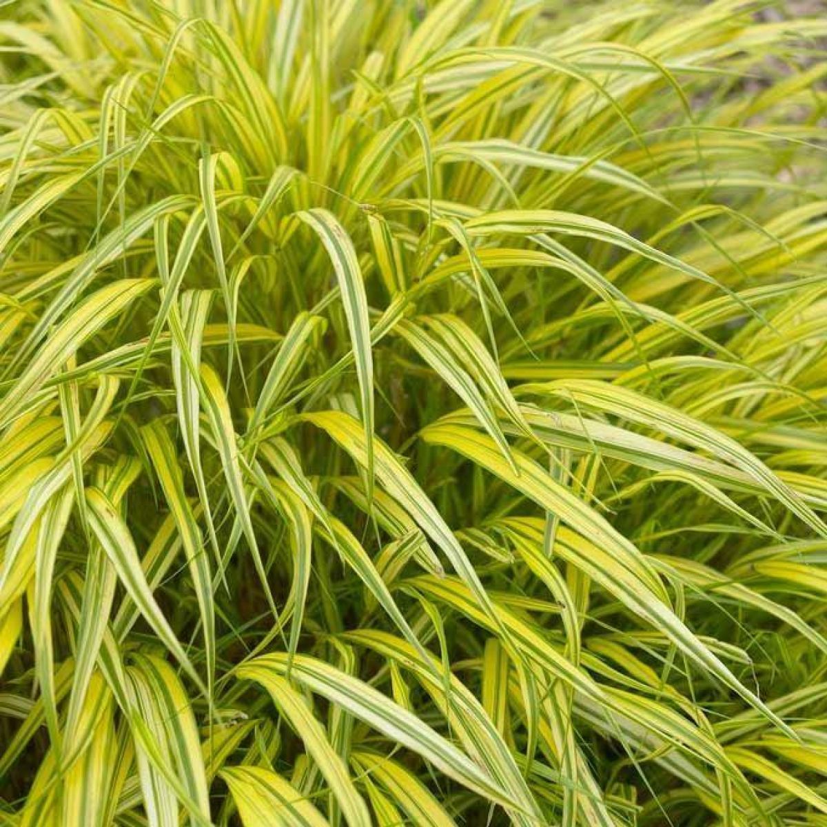 Iarba japoneză aurie - Hakonechloa macra Aureola