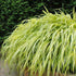 Iarba japoneză aurie - Hakonechloa macra Aureola