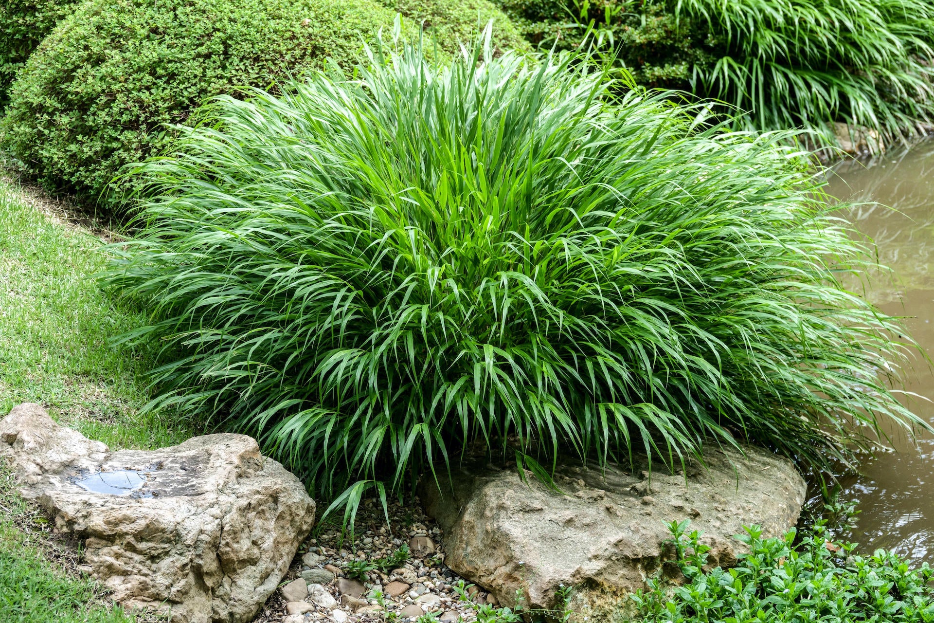 Iarbă japoneză de umbră - Hakonechloa macra ‘Greenhills’