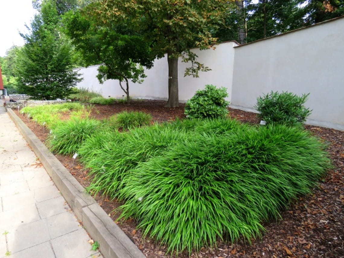 Iarbă japoneză de umbră - Hakonechloa macra ‘Greenhills’